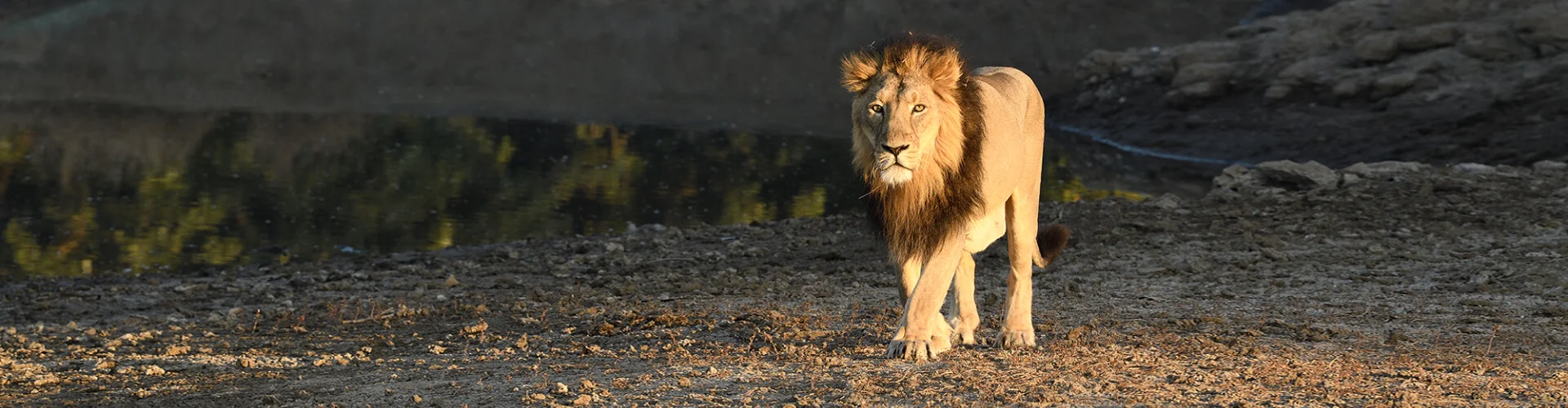 Gir National Park