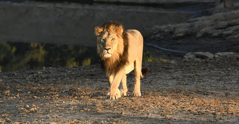 Gir National Park